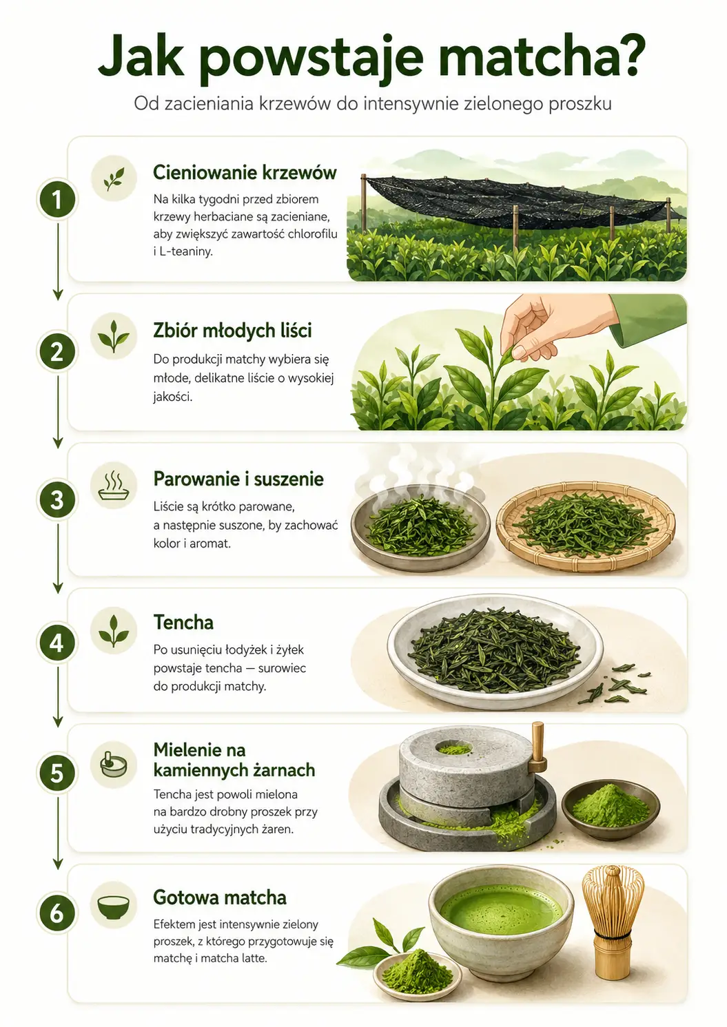 Jak powstaje matcha